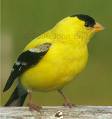 goldfinch1