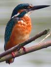kingfisher3