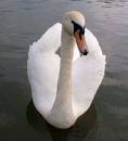 swan1
